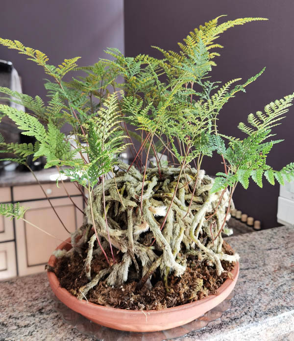 Davallia fejeensis 3